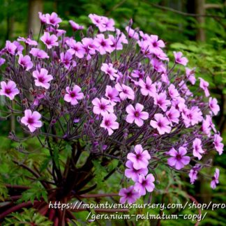 Geranium Maderense (Madeira Cranesbill)