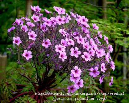 Geranium Maderense (Madeira Cranesbill)