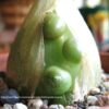 Pregnant Fairy Succulent