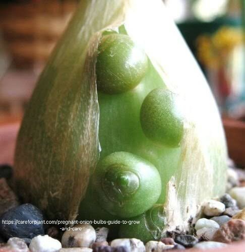 Pregnant Fairy Succulent