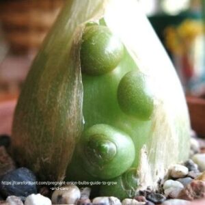 1000325665.jpg Pregnant Fairy Succulent