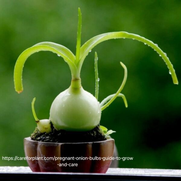 1000325667.jpg Pregnant Fairy Succulent