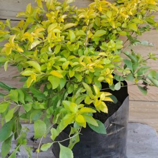 Duranta Sheenas Gold 21cm