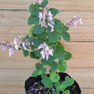 'Pink Mist Bush' Ocimum Labiatus