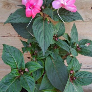 Sunpatients 'Blushing Pink'