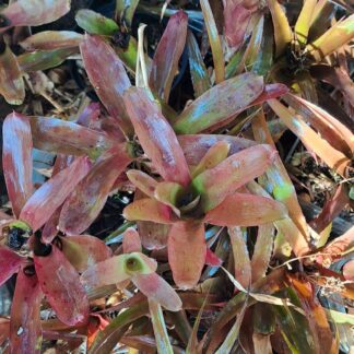 Bromeliad Sale. 3 for R120