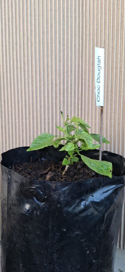 Chocolate Douglah Chilli Pepper Plant 4,5L - Image 2