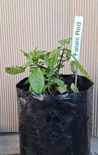 Fatalii Red Chilli Plant 4,5L - Image 2