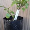 Trinidad Moruga Scorpion Plant 4,5L