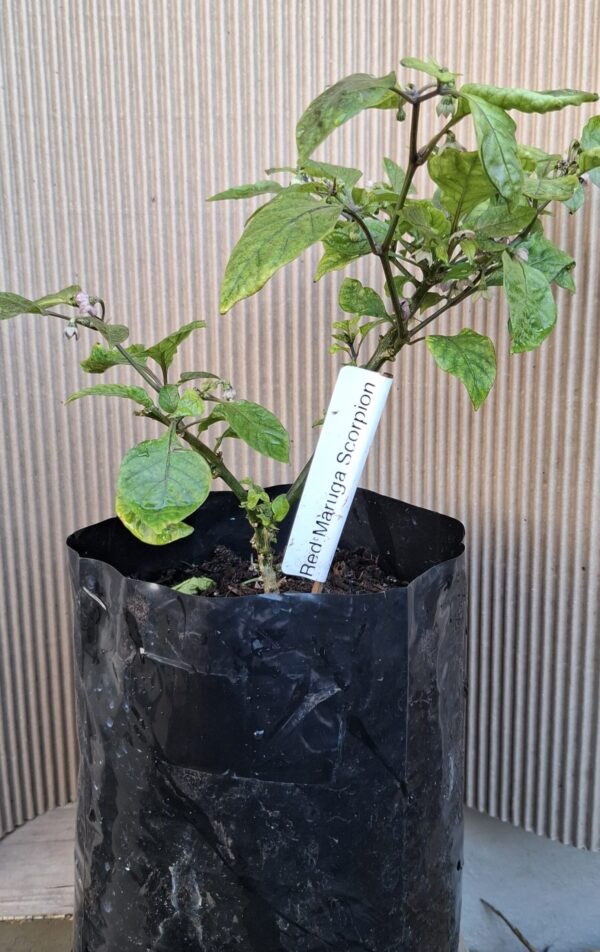 Trinidad Moruga Scorpion Plant 4,5L