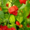 Trinidad Moruga Scorpion Plant 4,5L