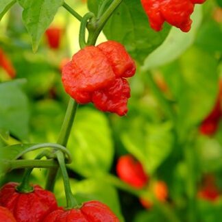 Trinidad Moruga Scorpion Plant 4,5L Trinidad Moruga Scorpion Plant 4,5L