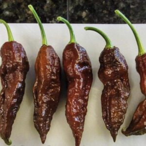 1000330105.jpg Chocolate Ghost Chilli Pepper Plant 4,5L