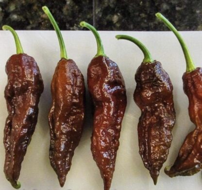 Chocolate Ghost Chilli Pepper Plant 4,5L
