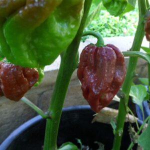1000330127.jpg Chocolate Douglah Chilli Pepper Plant 4,5L