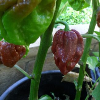 Chocolate Douglah Chilli Pepper Plant 4,5L Chocolate Douglah Chilli Pepper Plant 4,5L