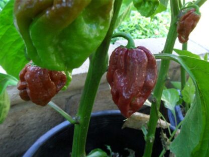 Chocolate Douglah Chilli Pepper Plant 4,5L