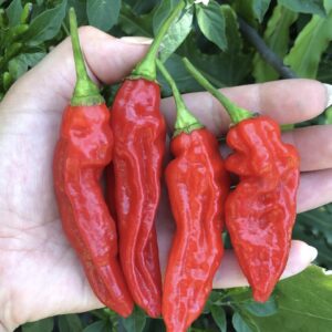 1000330136.jpg Fatalii Red Chilli Plant 4,5L