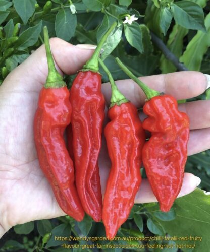 Fatalii Red Chilli Plant 4,5L