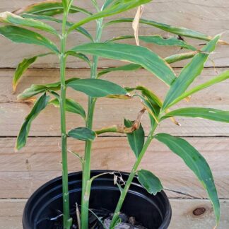 Ginger plant 17cm