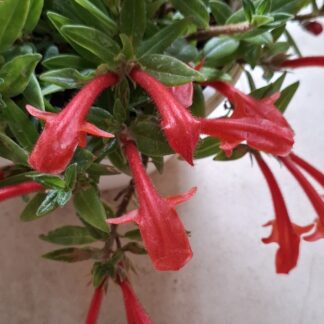 Columnea Hirta “Goldfish plant”