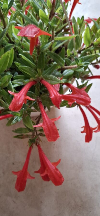 Columnea Hirta "Goldfish plant"