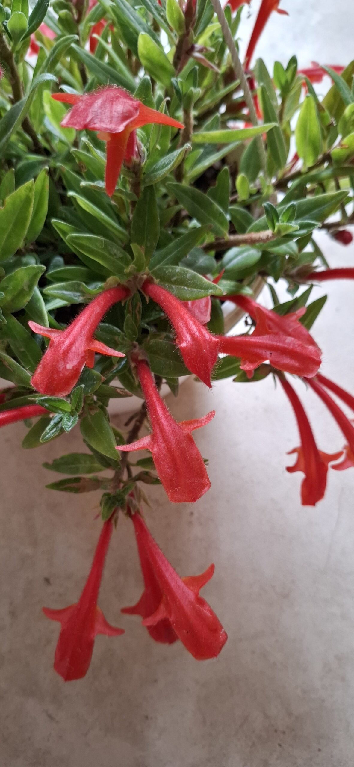 Columnea Hirta "Goldfish plant"