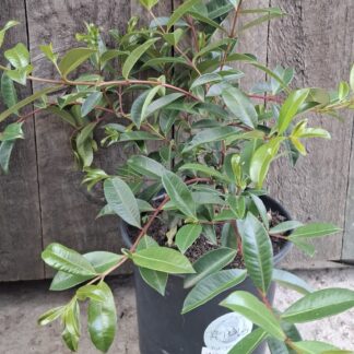 Eugenia Syzigium 17cm