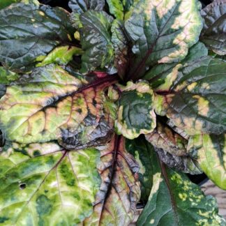 Ajuga Reptans Rainbow Groundcover