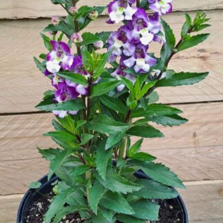 Angelonia Blue Bicolour