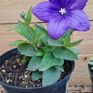 Platycodon Balloon Flower Astra Blue
