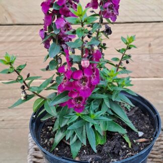 Angelonia Raspberry