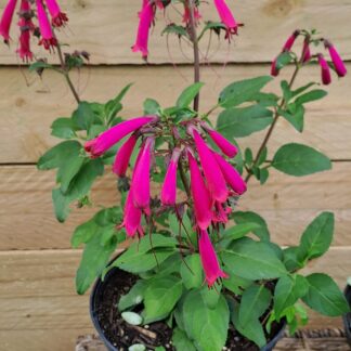 Phygelius Cape Fuschia "Deep Rose"