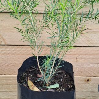 Tea Tree Melaleuca Alternifolia