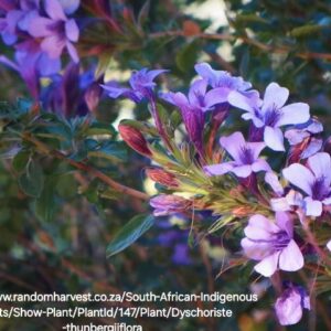 1000333360.jpg Dychoriste Purple Bells