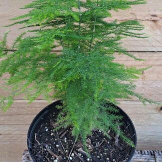 ASPARAGUS PLUMOSUS Asparagus Fern - Nanus 17cm