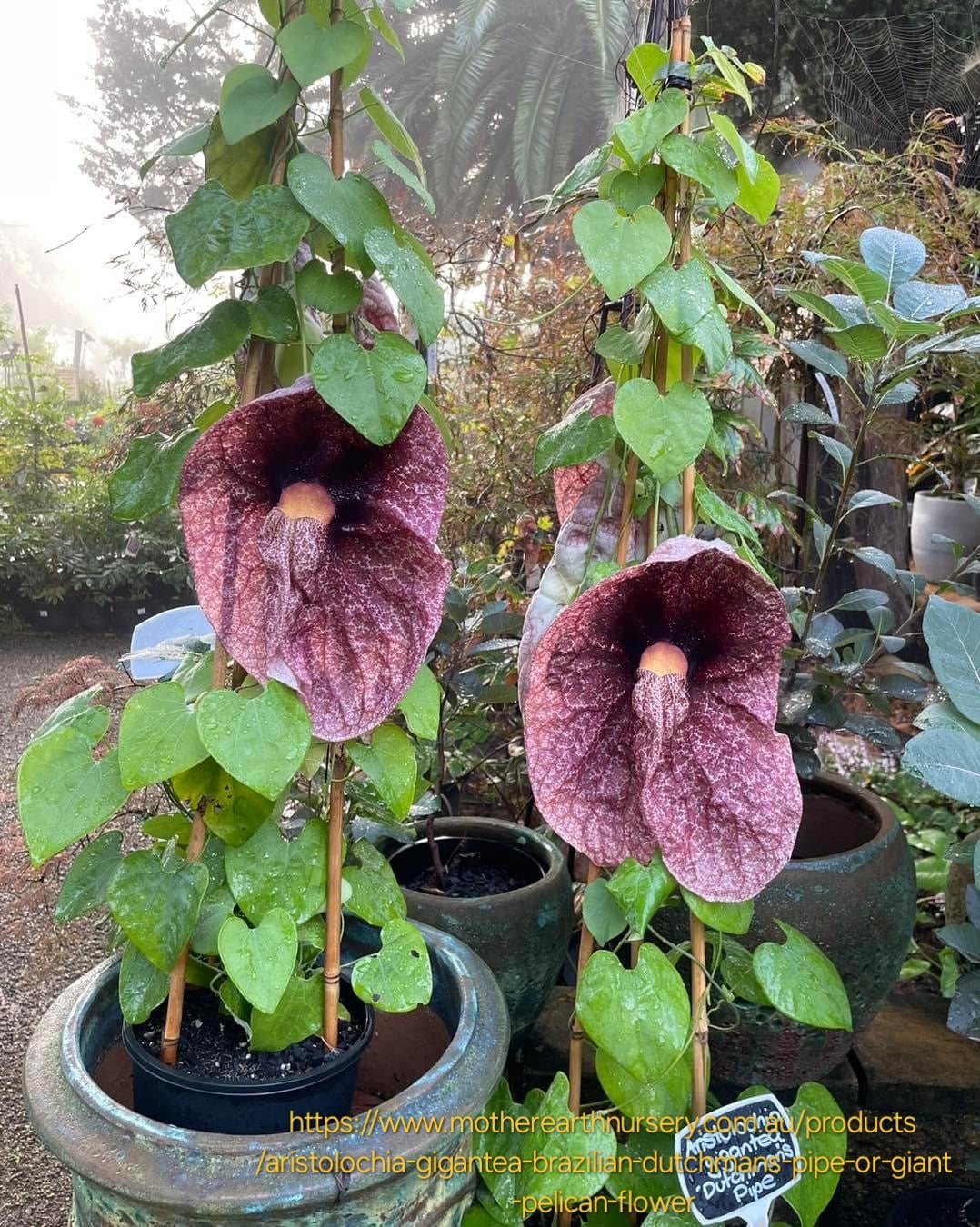 Aristolochia gigantic "Giant Dutchman's pipe" "Giant Pelican Flower" 12cm - Image 3
