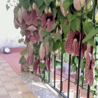 Aristolochia gigantic “Giant Dutchman’s pipe” “Giant Pelican Flower” 12cm