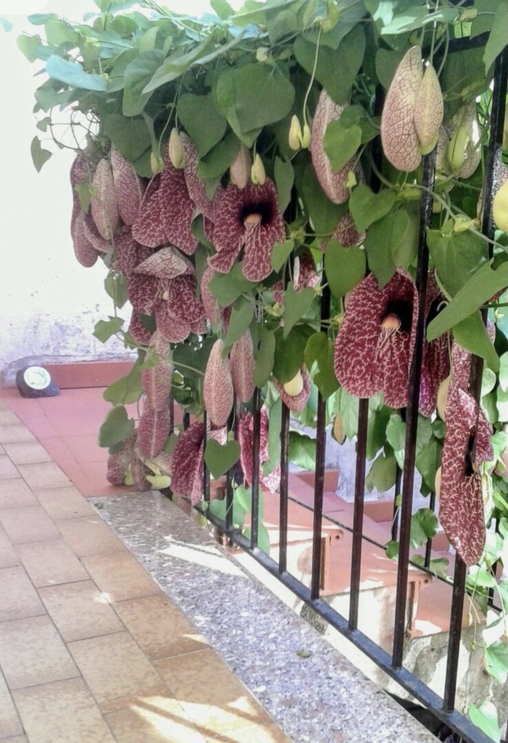 Aristolochia gigantic "Giant Dutchman's pipe" "Giant Pelican Flower" 12cm