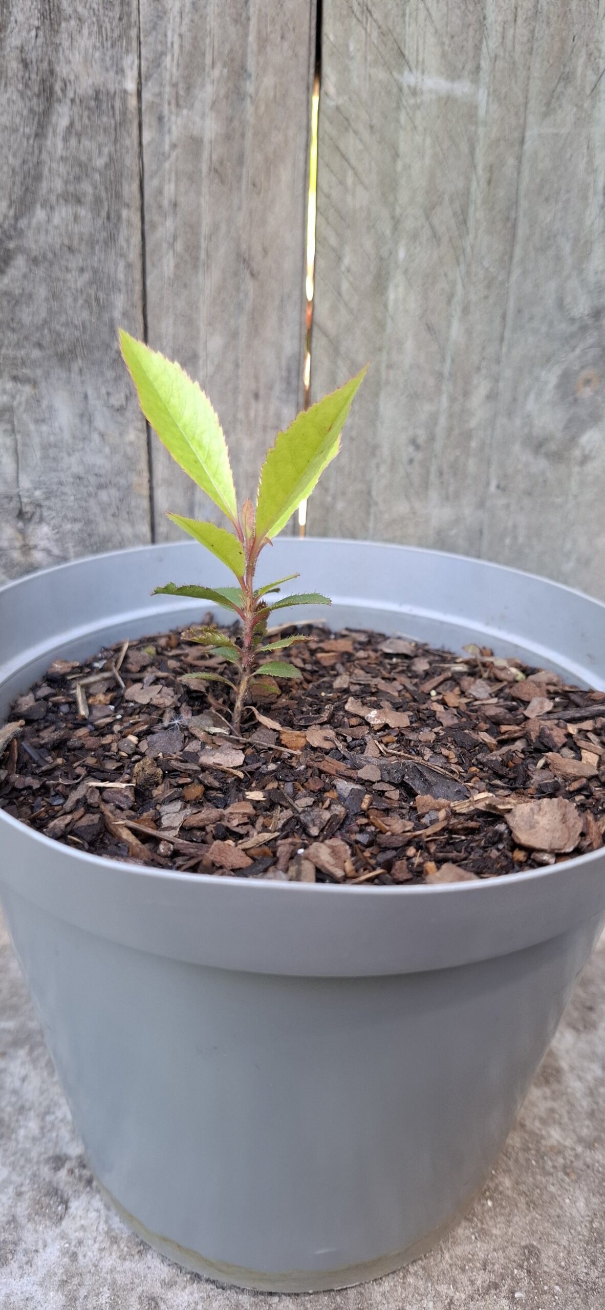 Arbutus unedo "Strawberry Tree" 12cm pot - Image 3