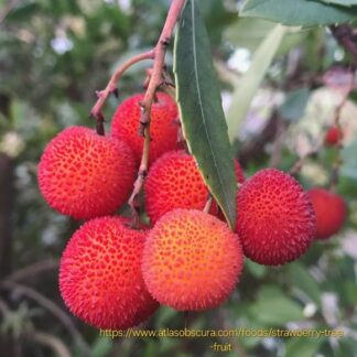 Arbutus unedo “Strawberry Tree” 12cm pot