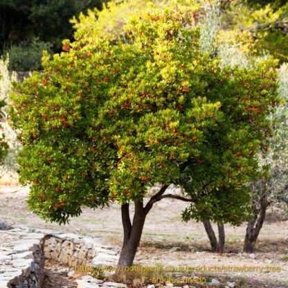 Arbutus unedo "Strawberry Tree" 12cm pot - Image 2