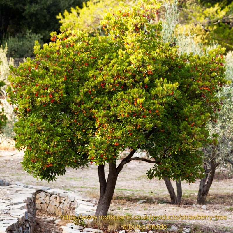 Arbutus unedo "Strawberry Tree" 12cm pot - Image 2