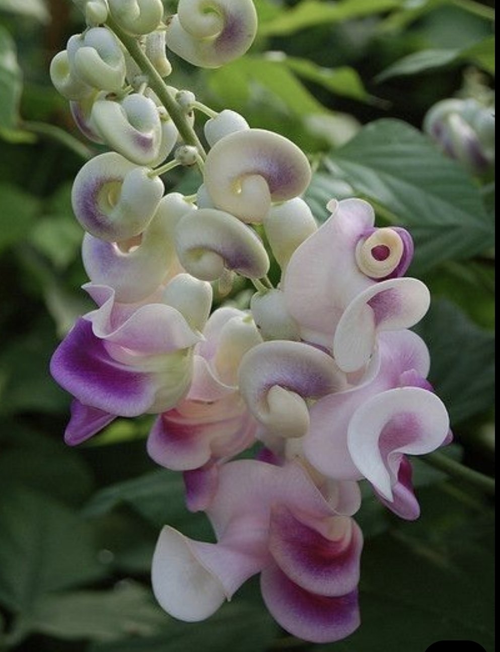 Cochliasanthus caracalla "Snail Vine" 12cm pot - Image 2