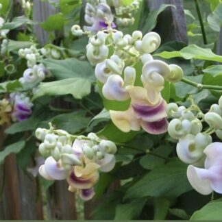 Cochliasanthus caracalla “Snail Vine” 12cm pot