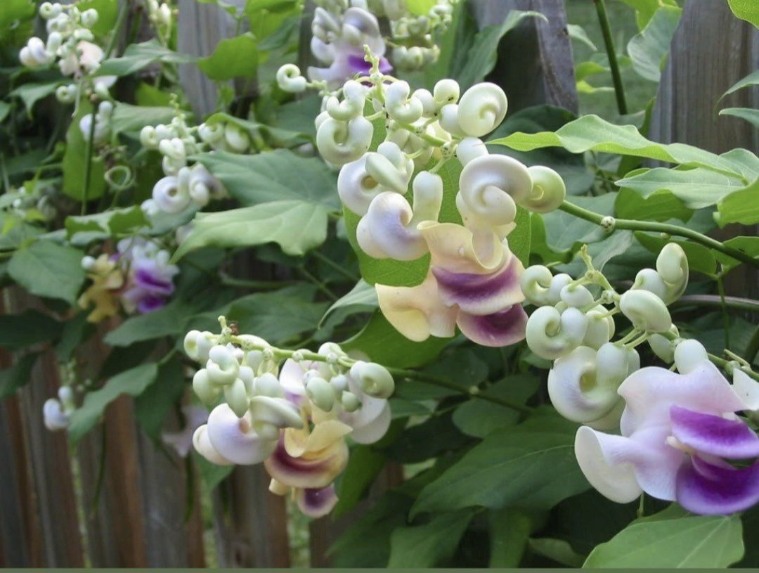 Cochliasanthus caracalla "Snail Vine" 12cm pot