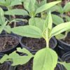 Helianthus Tuberosus "Jerusalem Artichoke" 12cm