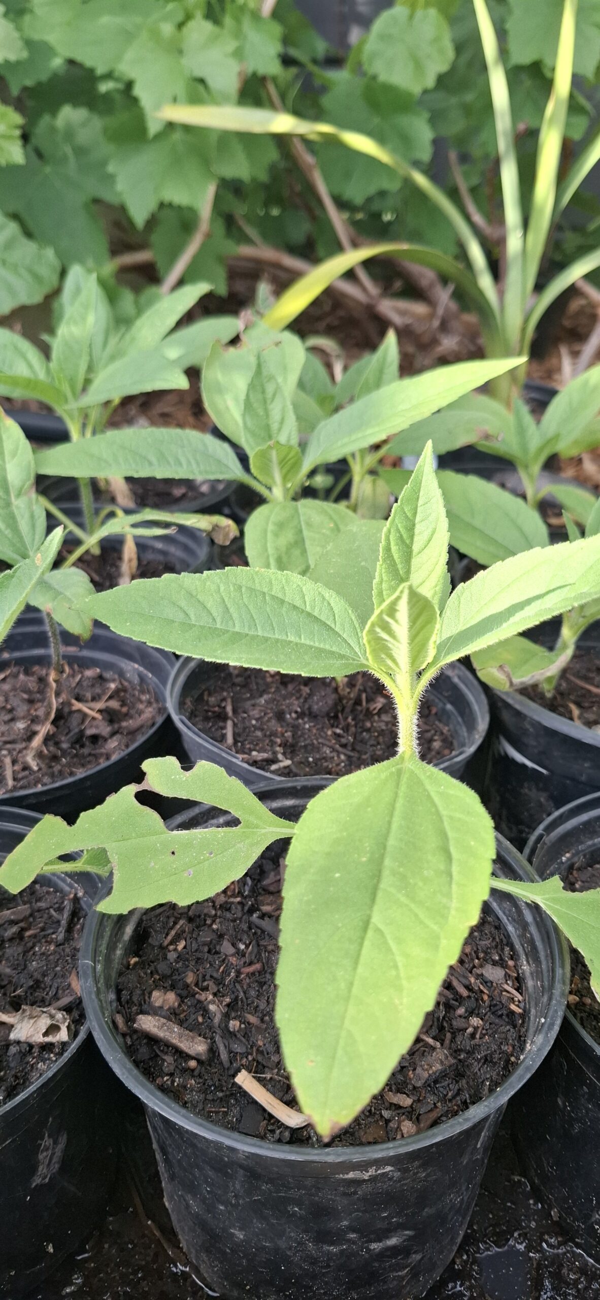 ahelianthus Tuberosus "Jerusalem Artichoke" 12cm - Image 4