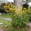 Helianthus Tuberosus "Jerusalem Artichoke" 12cm