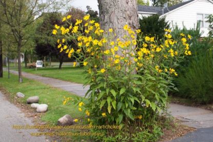 ahelianthus Tuberosus "Jerusalem Artichoke" 12cm